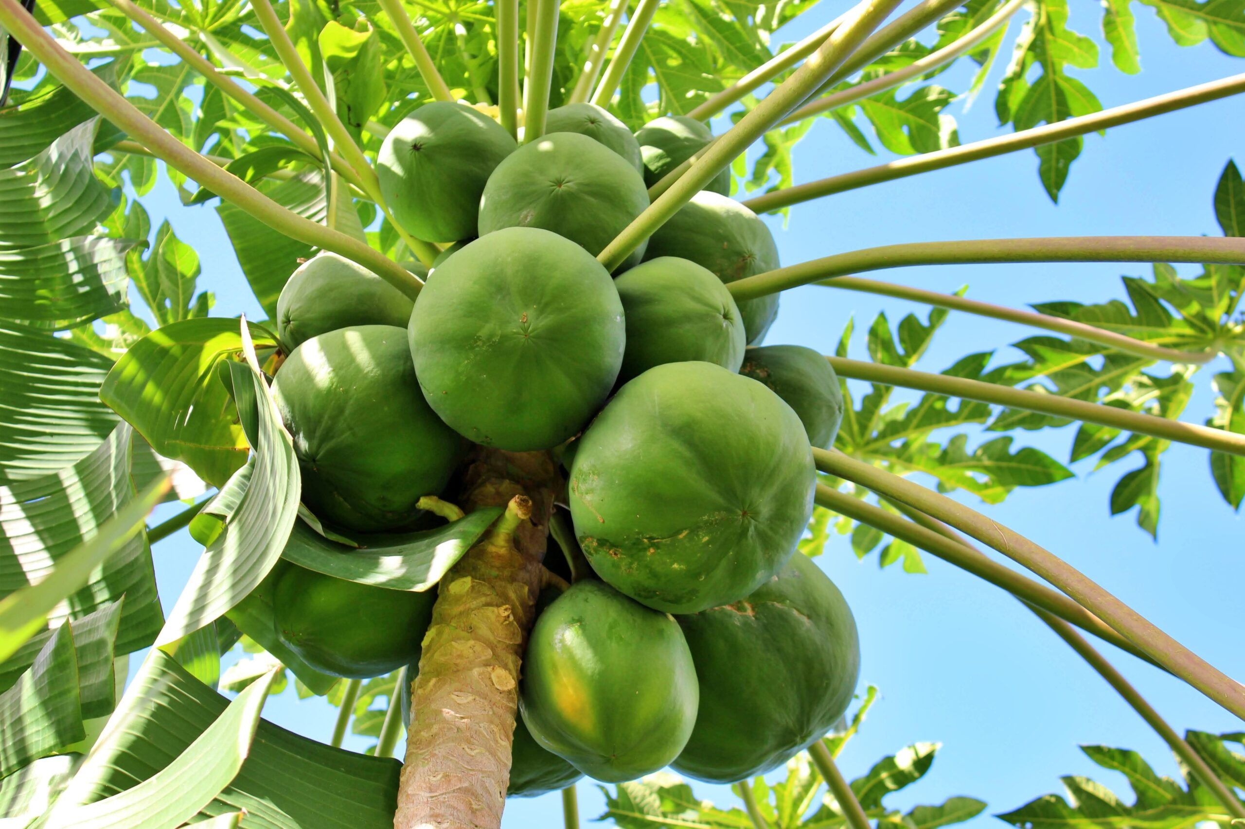 Useful of Green Papaya